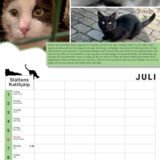 Kattkalender 2025 - Bild 2