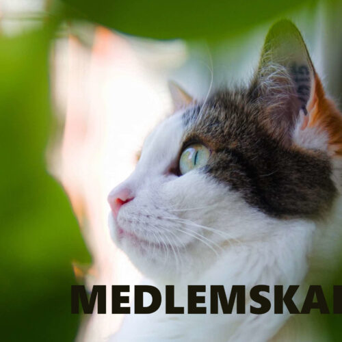 Medlemskap